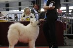 RCACIB Mâle Bordeaux 2018